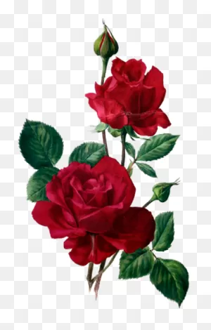 All Things Rose Flower Art - Rosas Rojas En Acuarela Clipart ClipartFlare.com 