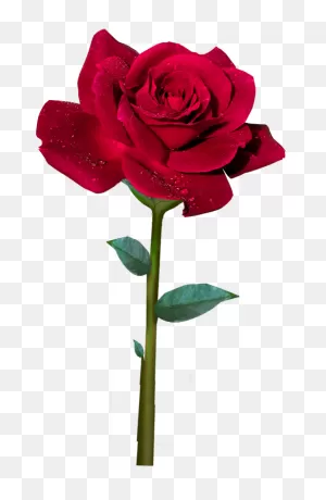 Rosa - Id:873345063 - (Images Jesus Bender)