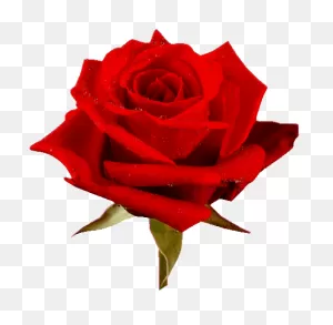 Top Rosas Rojaa Stickers For Android & Ios | Gfycat
