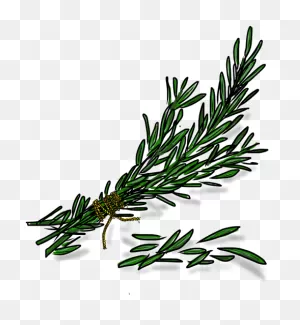 Download Rosemary - Rosemary Transparent Png - Full Size Png Image ClipartFlare.com 
