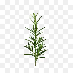 Rosemary Seedpods – Ēdn