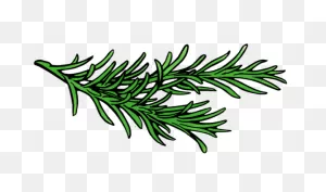 Rosemary | Rosmarinus Officinalis - Motherlove Herbal Company