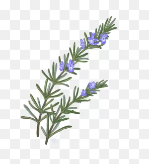 Rosemary Drawing Png