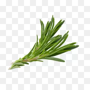 Rosemary Leaf Powder