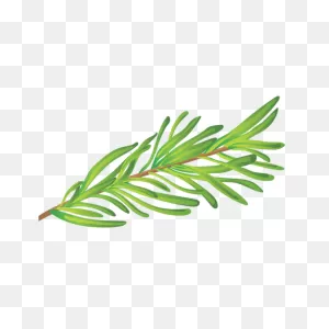 Rosemary Herb Illustration Transparent Png & PNG-WebP Vector