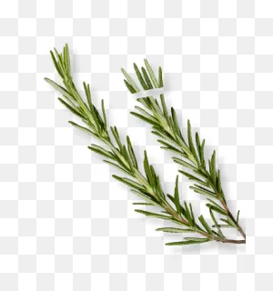 Rosemary Essential Oil | Rosemary Oil For Skin | Decléor International