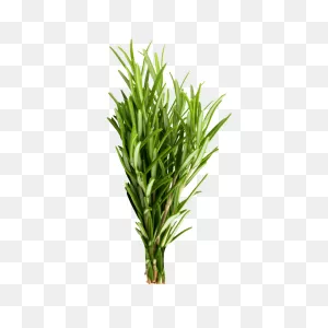Rosemary Leaves, Dark Green Leafy Vegetables - Froots
