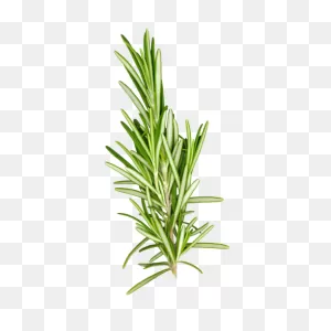 Rosemary - 1 Bunch