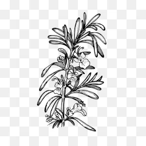 Rosemary | Free PNG-WebP