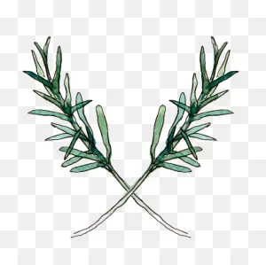 Rosemary For Naturally Beautiful Skin And Hair