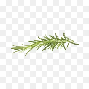 Rosemary Transparent Png - Stickpng