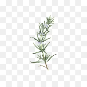 Rosemary In 2021 | Herb Tattoo, Watercolor Herbs, Rosemary Tattoo