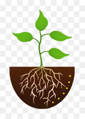 Plant Roots Clipart - Clipart Suggest