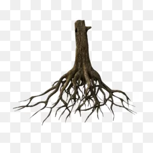 Roots Transparent Png Images - Stickpng