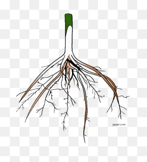 Roots Clipart | Free Download Clip Art | Free Clip Art | On ClipartFlare.com 