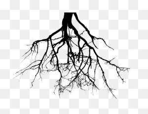 Tree With Roots Png - Roots Clipart | Full Size Png Download | ClipartFlare