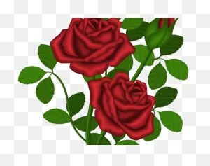 Red Rose Clipart Rose Bush - Png Download - Full Size Clipart ClipartFlare.com 