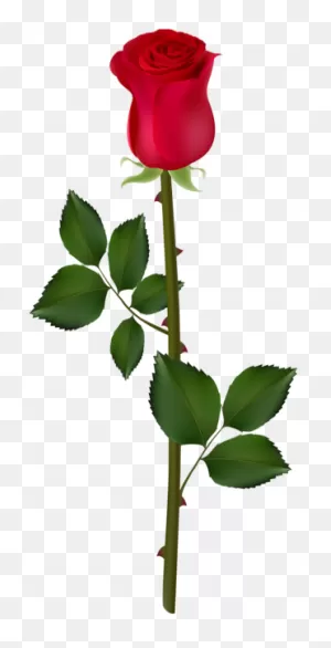 Rose Bush Clipart Rose Vines - Rose Png For Picsart - (318X600 ClipartFlare.com 