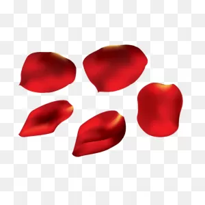 Download Rose Petals Flower Transparent Petal Png Download Free ClipartFlare.com 