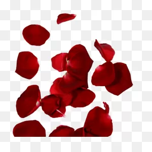Hd Rose Petals - Rose Petal Transparent Png - Free Download On ClipartFlare.com 