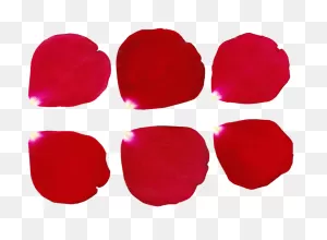 Petal Rose Rose Petal Petals Red Blooming Bouquet - Petala De Rosa ClipartFlare.com 