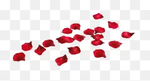 Rose Petals - Rose Petals Png Transparent Clipart - Full Size ClipartFlare.com 