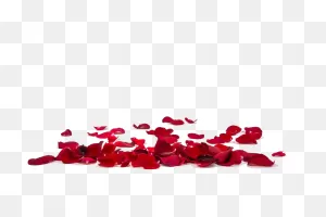 Red Rose Petals Transparent | Png All