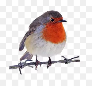 Robin Clipart | Bird Clipart, Bird, Bird Drawings