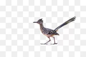 Greater Roadrunner - The Animal Facts - Appearance, Habitat, Diet ClipartFlare.com 