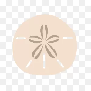 Sand Dollar | Free PNG-WebP