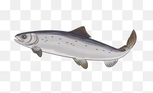 Atlantic Salmon (Salmo Salar) Clipart. Free Download Transparent ClipartFlare.com 