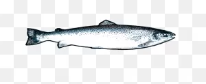 Chang Internation Seafoods | Salmon