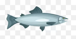 Salmon Clipart. Free Download Transparent .png | ClipartFlare