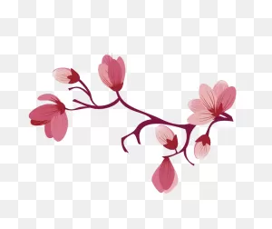 Sakura Png Alpha Channel Clipart Images (Pictures) With ClipartFlare.com 