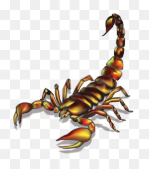 Scorpion Illustration - Realistic Scorpion Tattoo Ideas Clipart ClipartFlare.com 