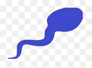 Best Semen Boosters | Identity & Method Of Upgrading Semen Volume