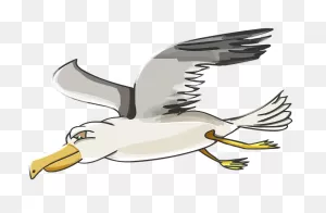 Albatross Clipart Seagull - Gull Cartoon Png Transparent Png ClipartFlare.com 