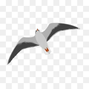 Sea Gull Seagull Png, PNG-WebP Clip Art For Web - Download Clip Art ClipartFlare.com 