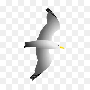 Seagull Remix By Merlin2525 | Free PNG-WebP