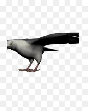 Seagull | Red Dead Wiki | ClipartFlare