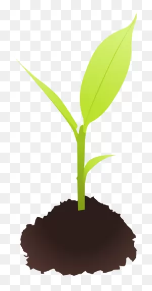 Plant Stem,plant,grass Png Clipart - Royalty Free PNG-WebP / Png