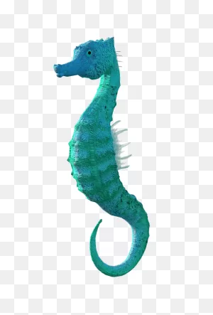 Seahorse Clipart. Free Download Transparent .png | ClipartFlare