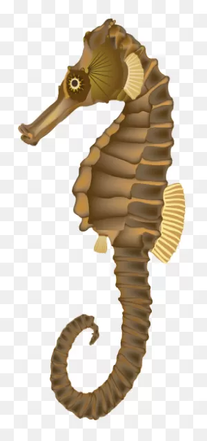 Sea Horse Images - Sea Horse Png Clipart - Full Size Clipart ClipartFlare.com 