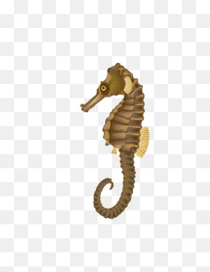 Seahorse Clip Art - Seahorse Png Transparent Images Png Download ClipartFlare.com 
