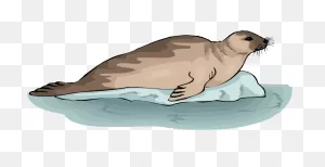 Seal Clipart. Free Download Transparent .png | ClipartFlare