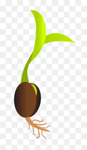 Seed Germinating Clipart. Free Download Transparent .png | ClipartFlare