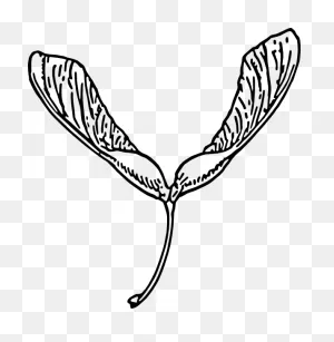 Seeds Clipart Drawn - Maple Seed Clip Art - Png Download - Large ClipartFlare.com 