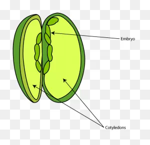 Seed Parts Diagram - Inside A Radish Seed Clipart - Full Size ClipartFlare.com 