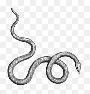 Snake Serpent Reptile - Free Vector Graphic On ClipartFlare