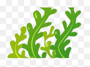 Bubble Clipart Seaweed - Clip Art Sea Weeds - (640X480) Png ClipartFlare.com 